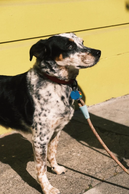 Photograph of Sophie, a Lower Haight dog.
