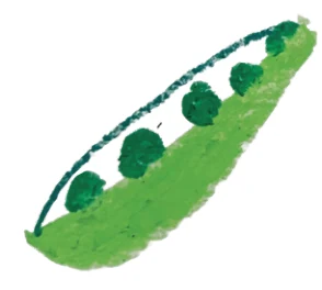 Green bean illustration for the August seasonal produce column.