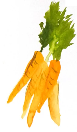 Carrot illustration for the November seasonal produce column.