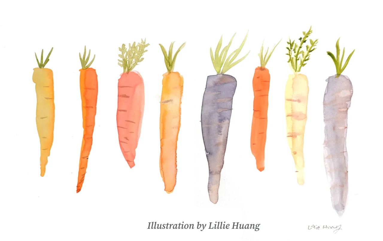 Illustration of colorful carrots for the Koshland gardener feature.
