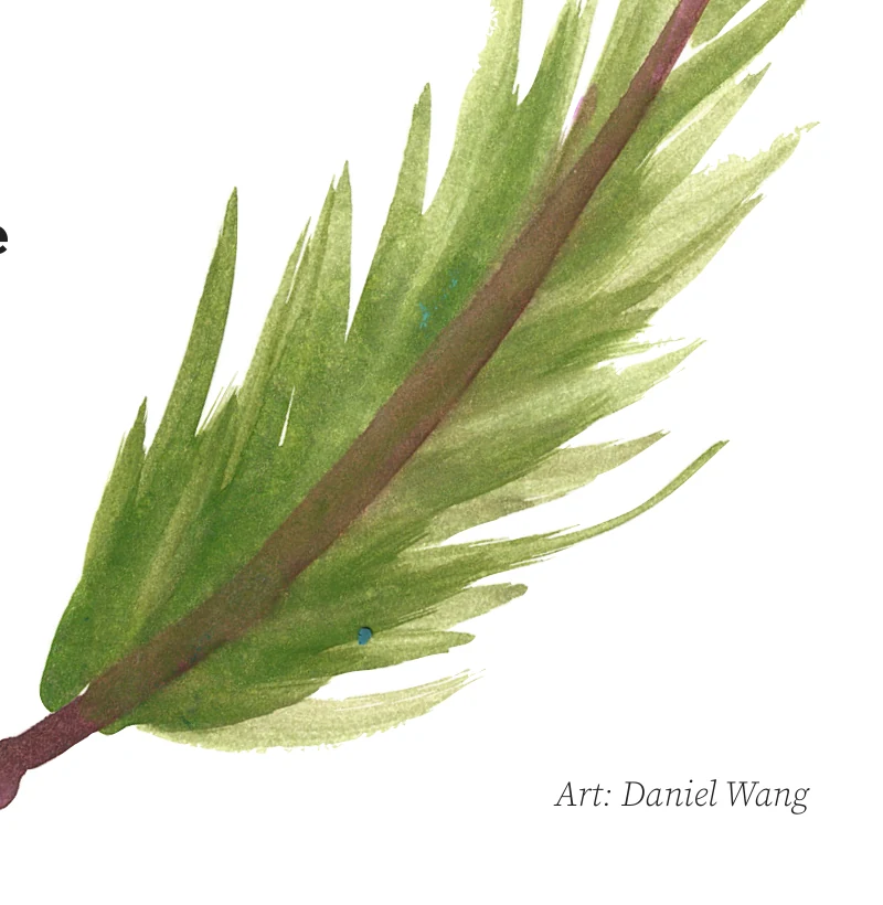 Pine-needle illustration, as printed