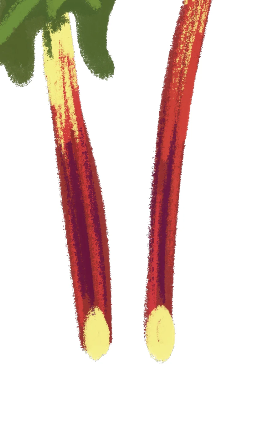 Garlic scape illustration, as printed